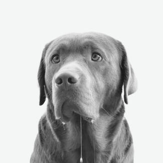 draughtsperson
